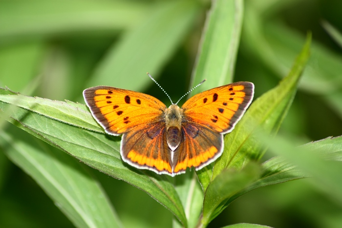 Lycaena dispar e altri licenidi.